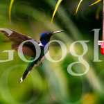 Google Hummingbird Algorythmus Update