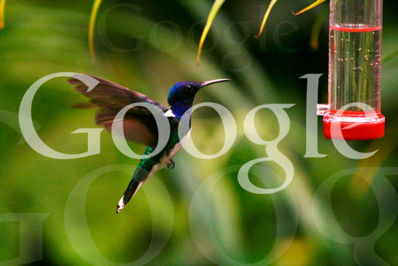 Google Hummingbird Algorythmus Update